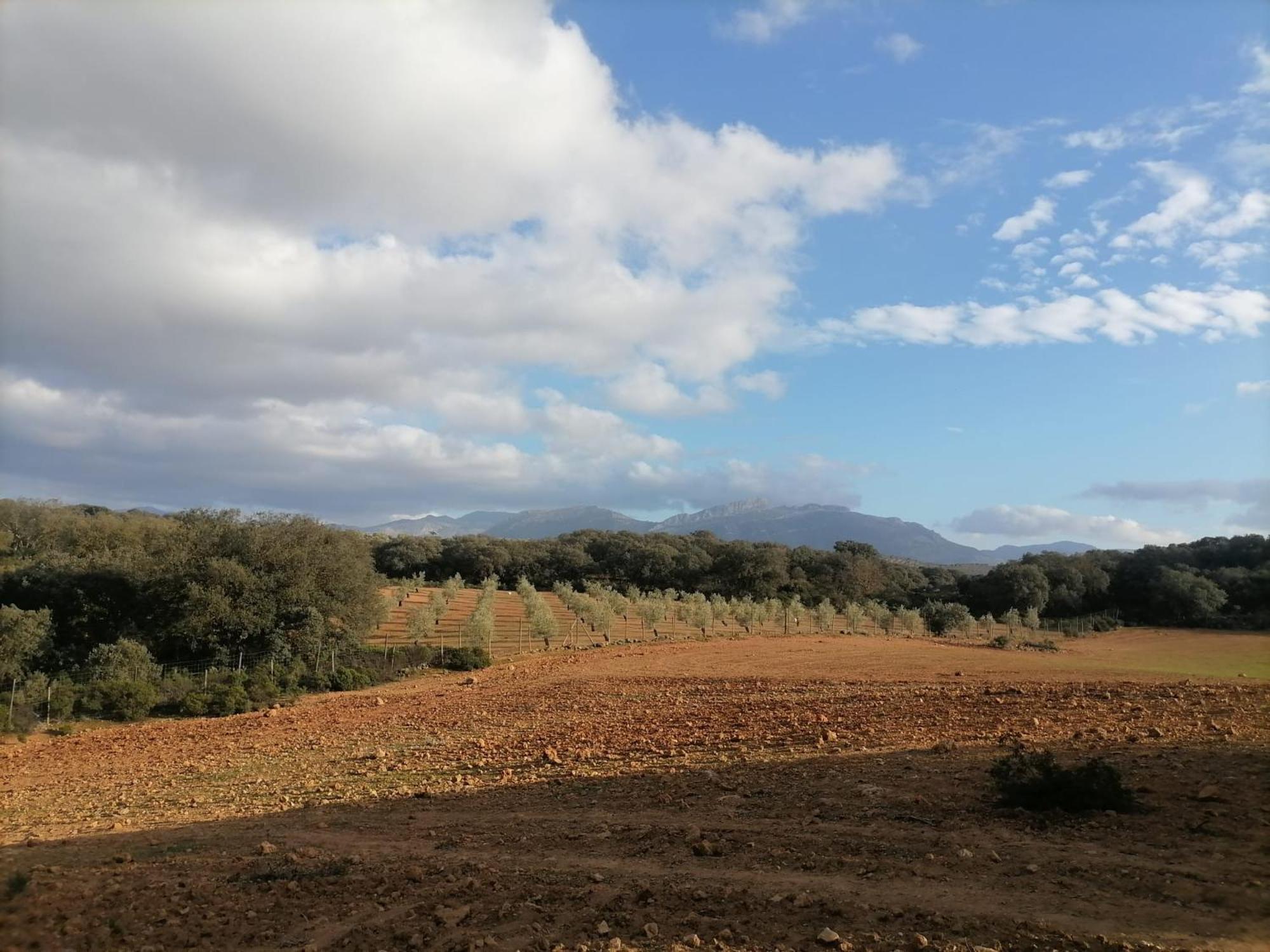 Casa Rural El Contarin - An Andalusian Escape, Archidona, Malaga エクステリア 写真